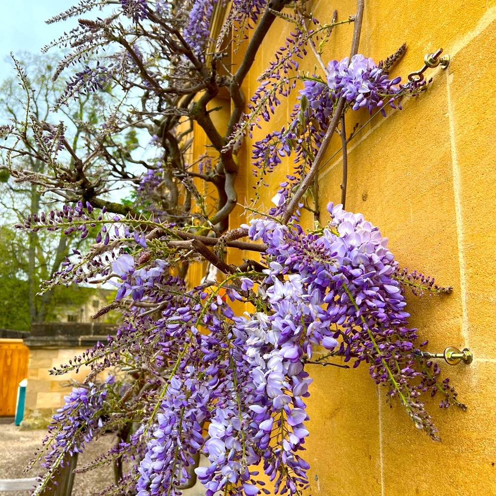 Wisteria Ways 🪻🌿